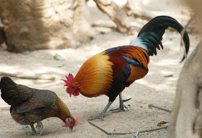 Ayam Hutan - Merah ( Gallus gallus )