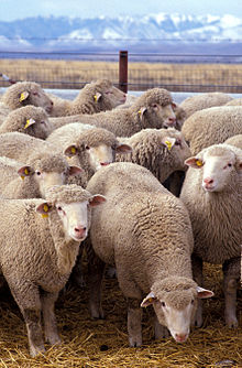 Farta-Flock_of_sheep