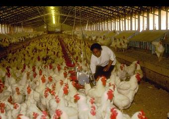 101408115003_poultry_farmer1