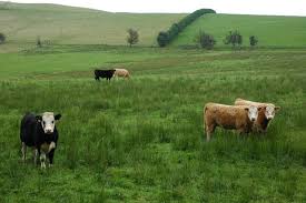 OJAFR-1093-PRODUCTIVE_RESPONSES_OF_GRAZING_COWS