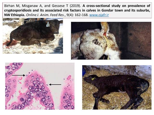 Cryptosporidiosis_and_risks_in_calves_low