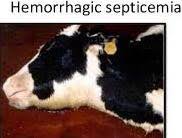 OJAFR-_hemorrhagic_septicemia_in_cattle