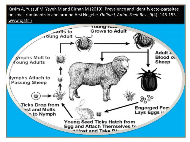 ecto-parasites_on_small_ruminantslow