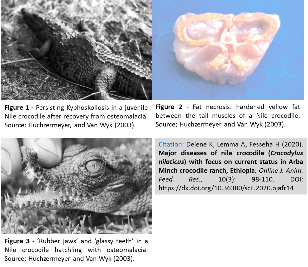 1152-diseases_of_nile_crocodile_Crocodylus_niloticus_Ethiopia