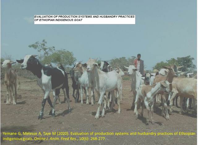 1191b-Ethiopian_indigenous_goats