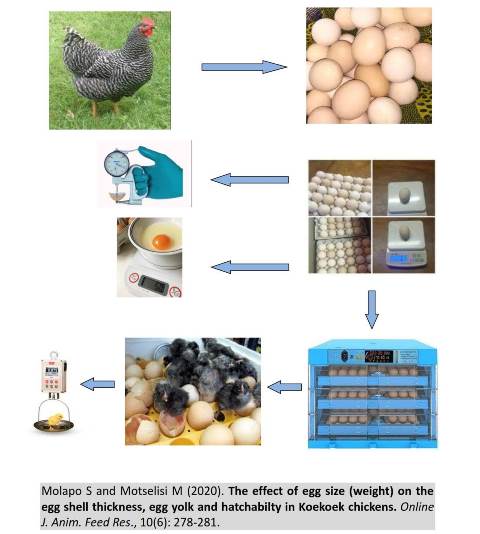 1193-Koekoek_chickens