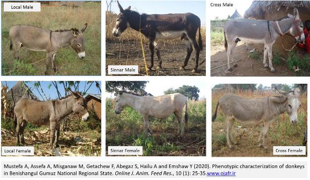 GA._donkeys_in_Benishangul_Gumuz_National_Regional_State-1