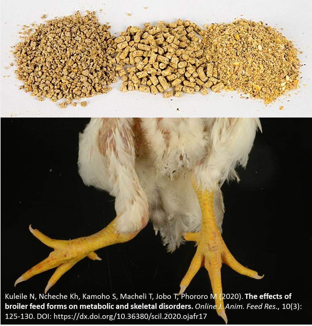 broiler_feed_forms_on_metabolic_and_skeletal_disorders