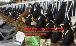 1208-Forage_particle_size_on_welfare_of_dairy_cows