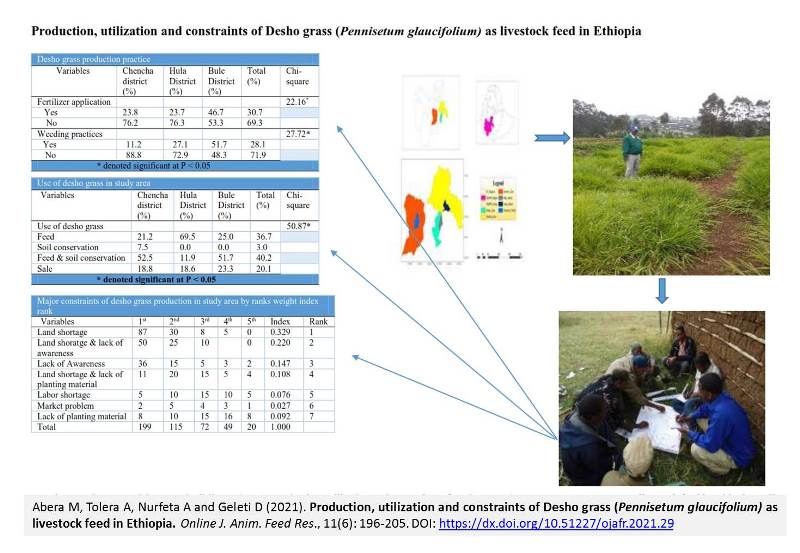 39-Desho_grass_as_livestock_feed_in_Ethiopia