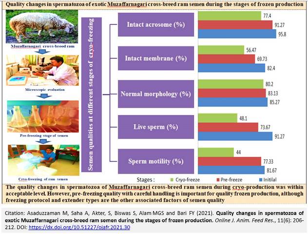 56-Muzaffarnagari_cross-breed_ram_semen