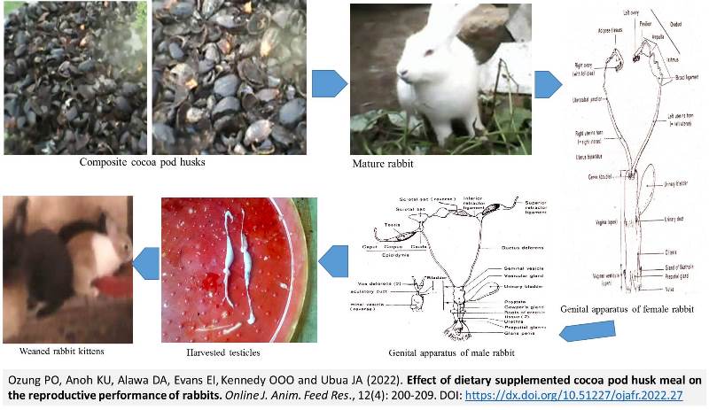 1240-cocoa_pod_husk_meal_on_rabbits