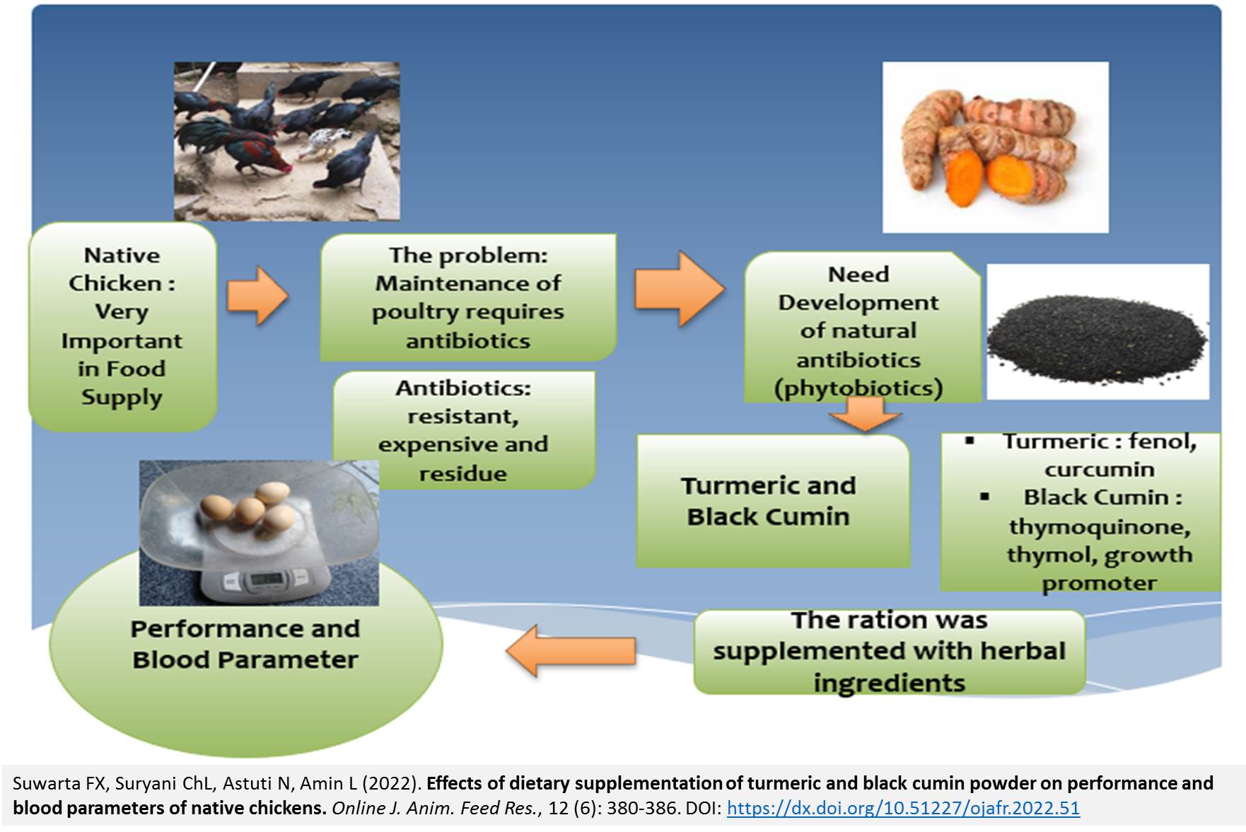Suwarta_turmeric_and_black_cumin_powder_on_performance_and_blood_of_native_chickens