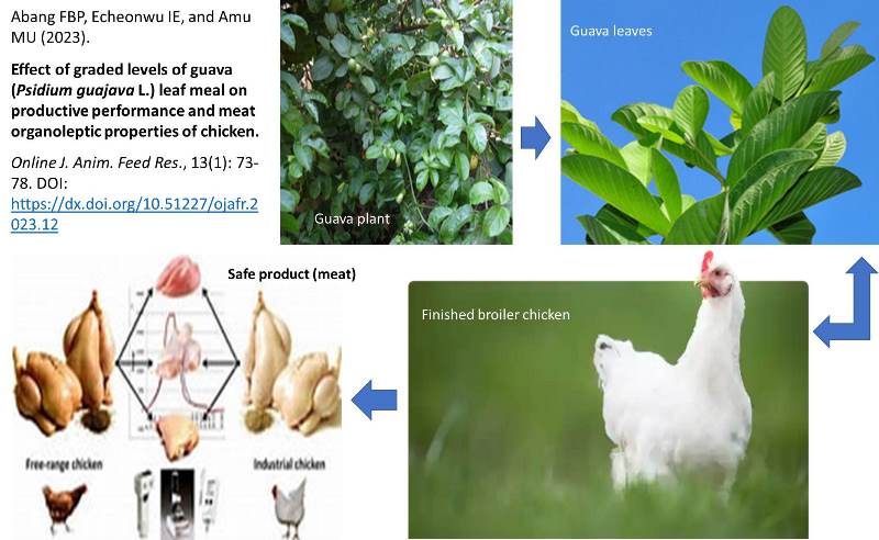 12001N-_guava_Psidium_guajava_L._leaf_meal