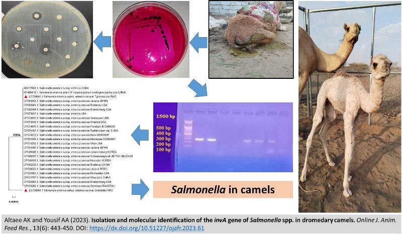 1275-invA_gene_of_Salmonella_sp