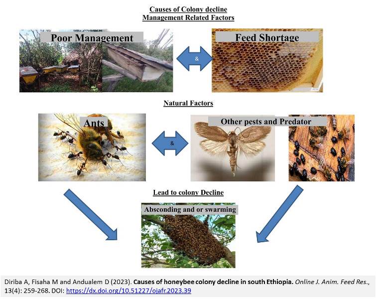 223-honeybee_colony_decline