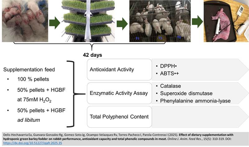 1345-rabbit_fed_hydroponic_green_barley_fodder