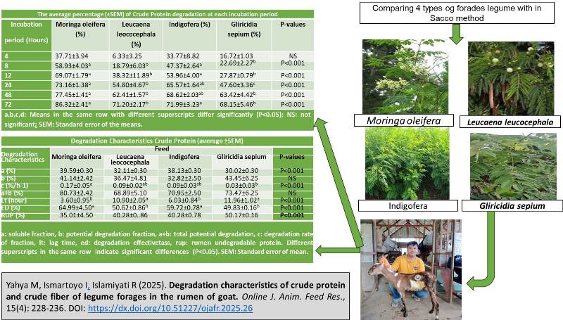 490-legume-_forages