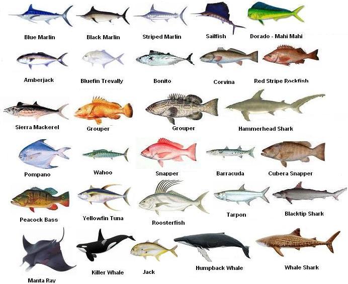 Fish_Chart_2