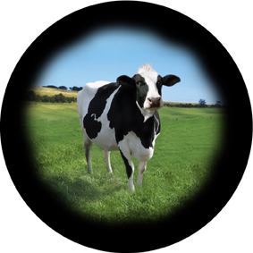 FriesianCowFridgeMagnet