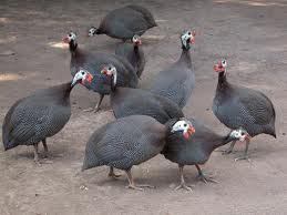 Guinea_fowl_B2
