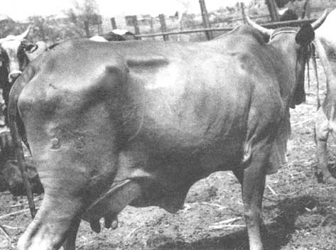 Kenana_Cattle_B40_ojafr.ir