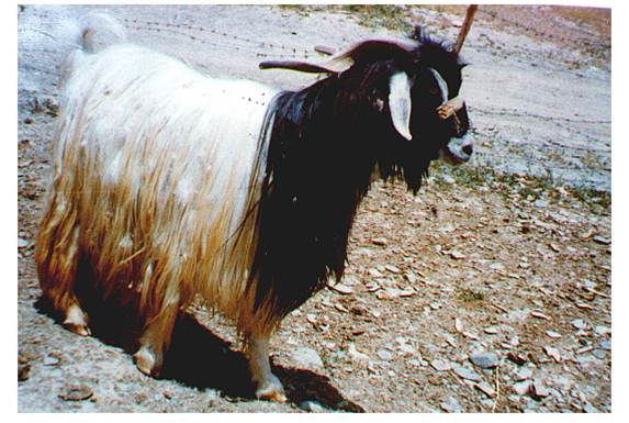 Mahabadi_goat_kid