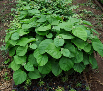 Moringa_oleifera_seedlings