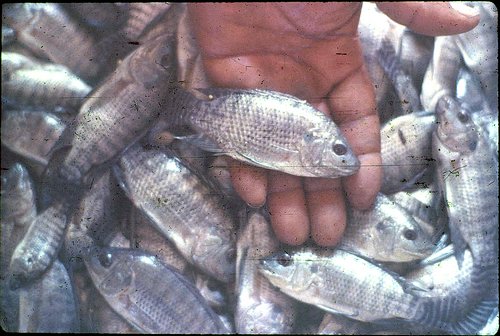 Nile_Tilapia_Fingerlings