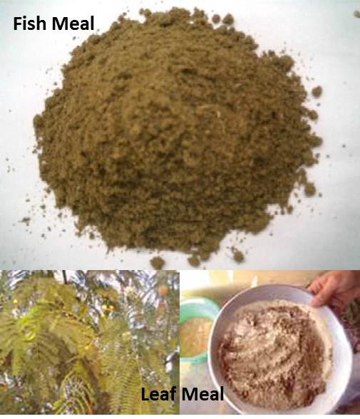 OJAFR_B22___FISH_MEAL_vs._LEAF_MEAL