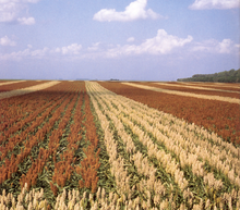 OJAFR_B23_Sorghum_field