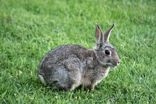 OJAFR_B24_rabbit-1