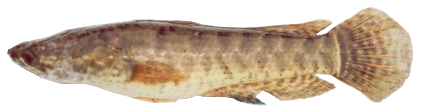 OJAFR_B33_2012_Channa_striatus