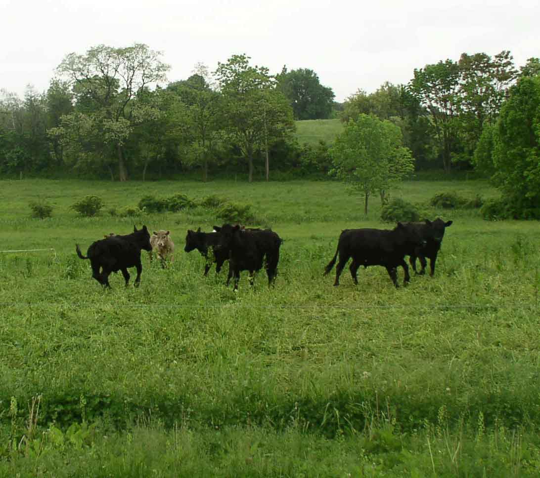 Poisonous-garden_heifers