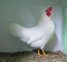 Pullet