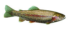 Rainbow-Trout_B1