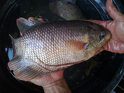 Tilapia-Catfish