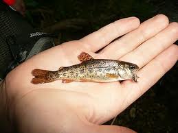 Trout_fry