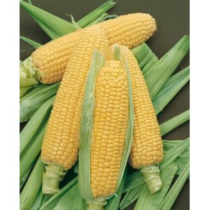 Zea_mays_L._maize2