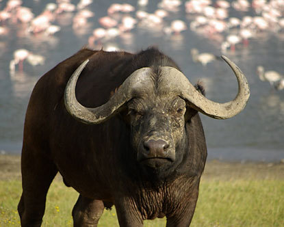 buffalo_ladakh