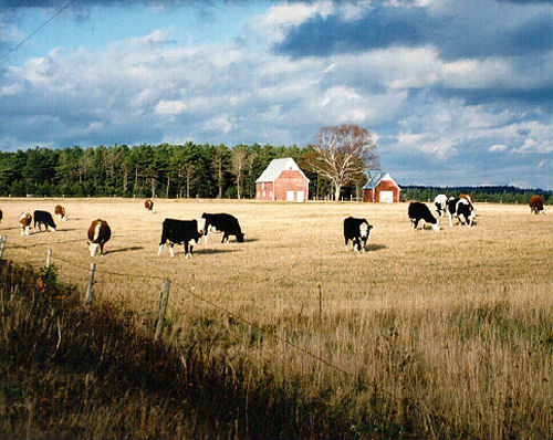 grazing_cattle