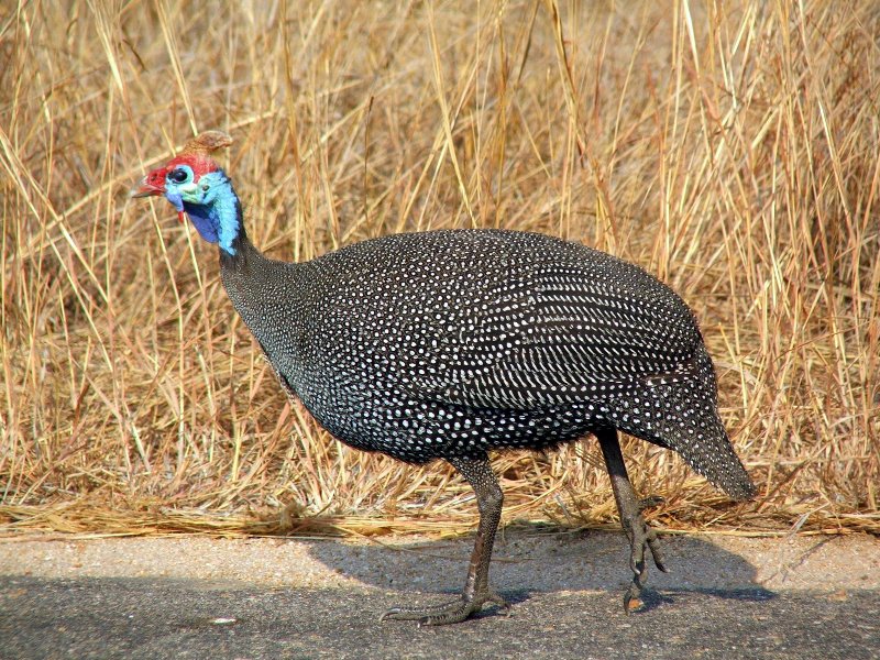 numida_meleagris_Guinea_Fowl