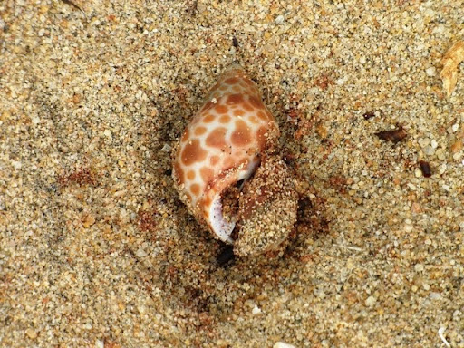 ojafr_36_PUGILINUS