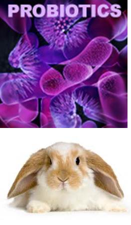 probiotics-rabbit