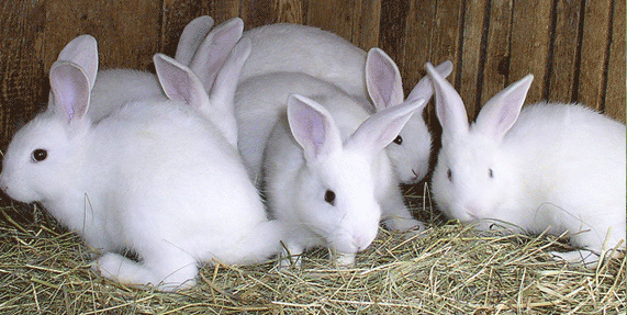 rabbit_farming