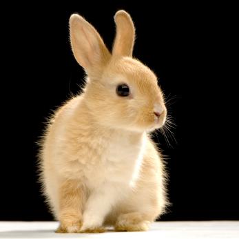 rabbits-bunny-rabbit-02