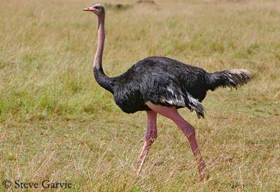 red-necked_ostrich2