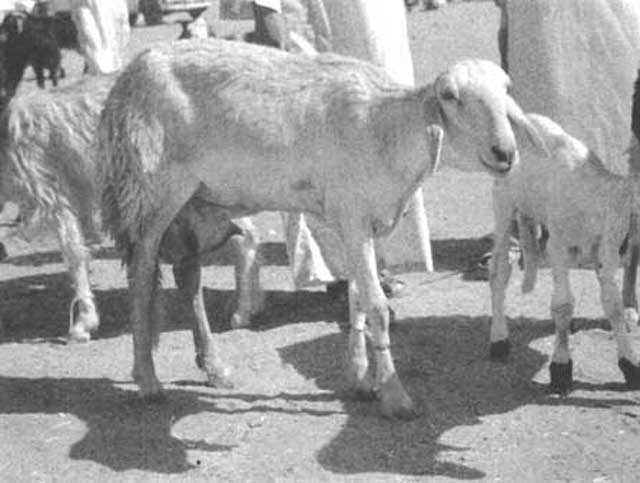 sudan_shugor_sheep_B6