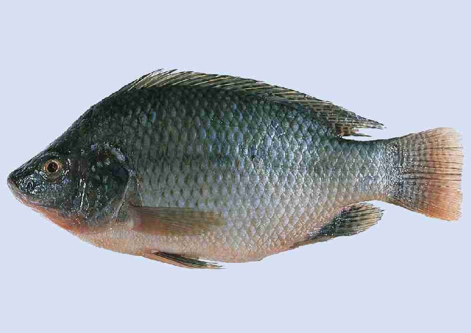 tilapia-in-round-003